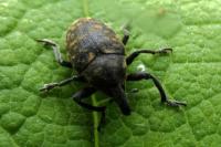 Larinus turbinatus
