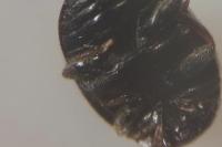 Scymnus oertzeni