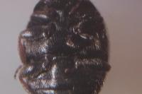 Scymnus oertzeni