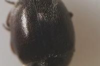 Scymnus oertzeni