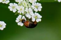 Mordellochroa abdominalis
