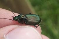 Poecilus cupreus