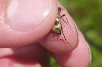 Pachytodes cerambyciformis