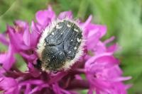 Tropinota hirta