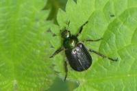 Phyllopertha horticola