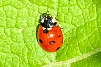 Coccinella septempunctata