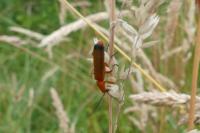 Rhagonycha fulva