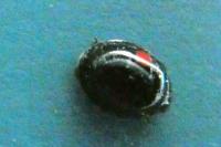 Chilocorus renipustulatus