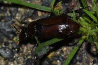 Nicrophorus humator