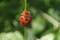 Henosepilachna argus