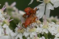 Rhagonycha fulva