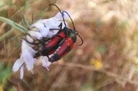 Stictoleptura cordigera