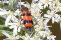 Trichodes apiarius