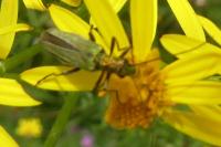 Oedemera nobilis