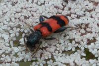 Trichodes apiarius