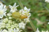 Cteniopus sulphureus