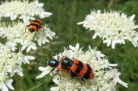 Trichodes apiarius