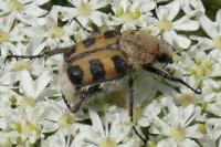 Trichius gallicus