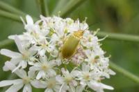 Cteniopus sulphureus