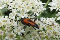 Stictoleptura cordigera