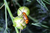 Crioceris duodecimpunctata