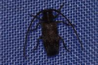 Exocentrus adspersus