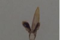 Acupalpus maculatus