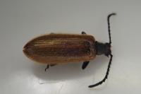 Lagria hirta