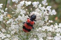 Trichodes apiarius