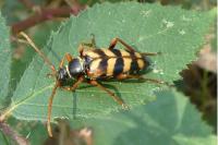 Leptura aurulenta
