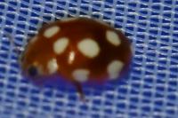 Vibidia duodecimguttata