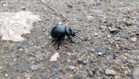 Timarcha tenebricosa