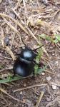 Timarcha tenebricosa