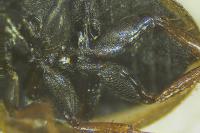 Anacaena bipustulata