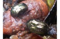 Potosia cuprea