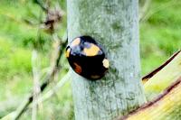 Harmonia axyridis