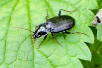 Nebria salina