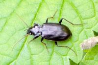Nebria salina
