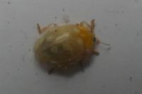 Halyzia sedecimguttata