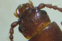 Cryptolestes pusillus
