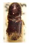 Ips typographus