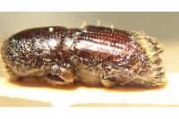 Ips typographus