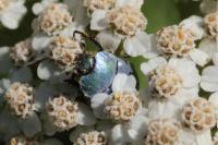 Hoplia coerulea