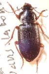 Ophonus opacus
