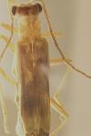 Malthinus flaveolus