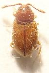 Atomaria apicalis