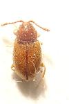 Atomaria apicalis