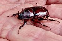 Oryctes nasicornis