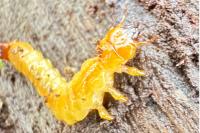 Pyrochroa coccinea