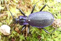 Carabus intricatus